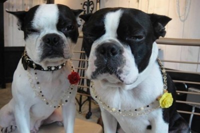 coincidence-Hunde-Kolliers