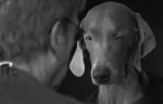 modepilot-acne-weimaraner-hund-wegman