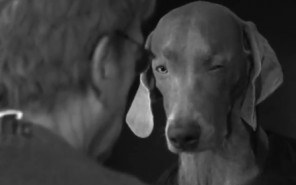 modepilot-acne-weimaraner-hund-wegman