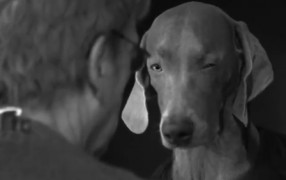 The Gentle Dog