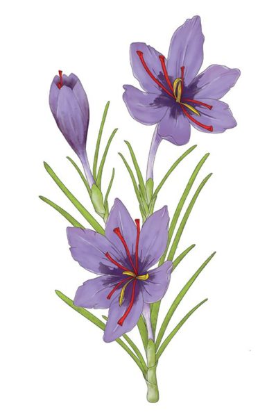 Illustrierte Iris