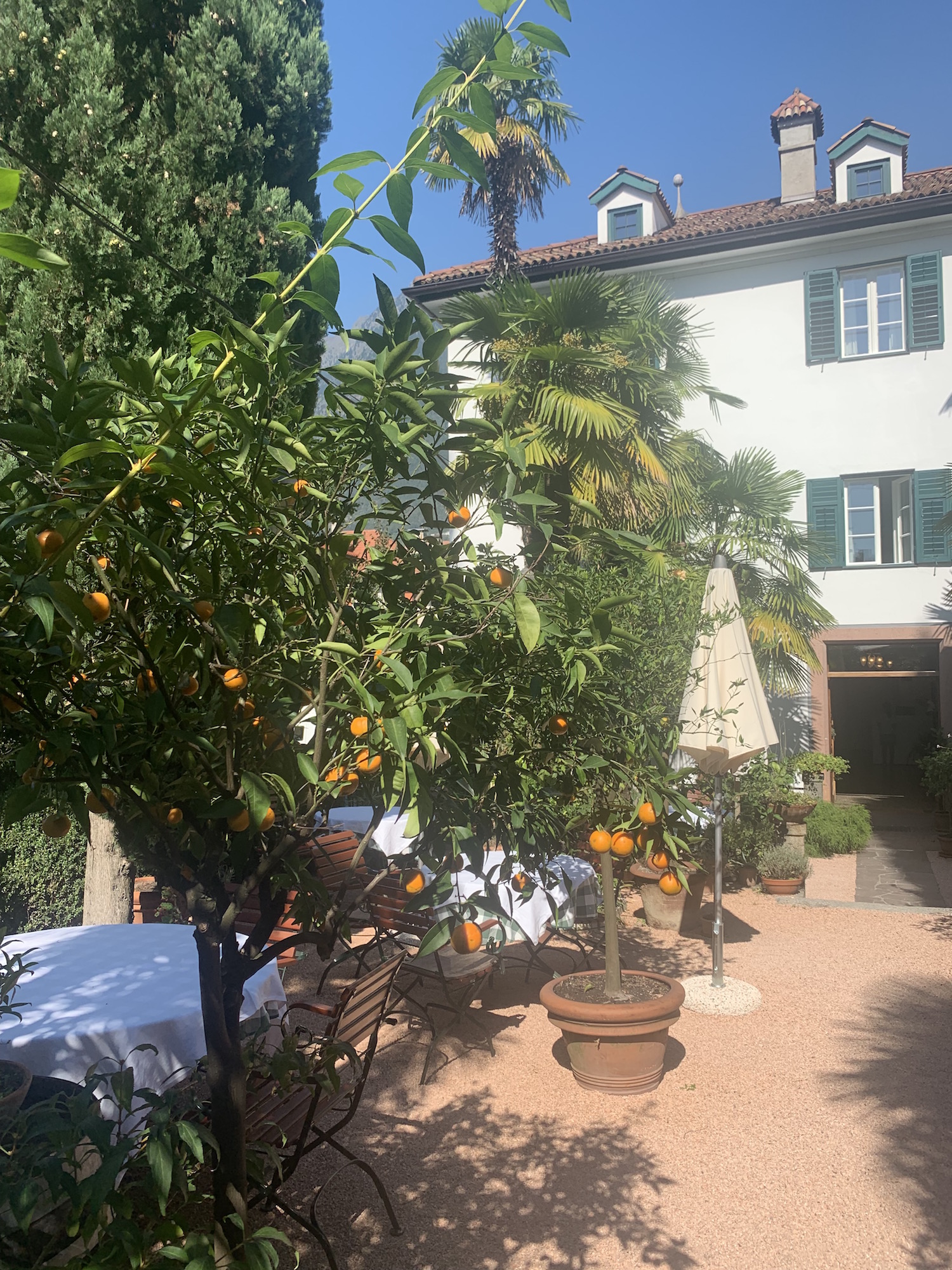 Orangenbäume Südtirol Modepilot