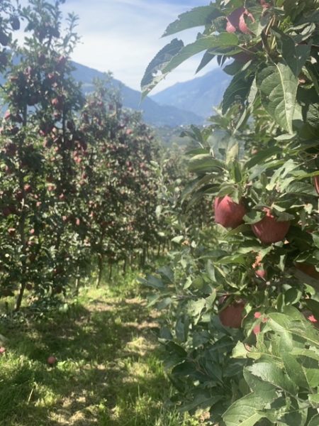 Äpfel Südtirol Modepilot