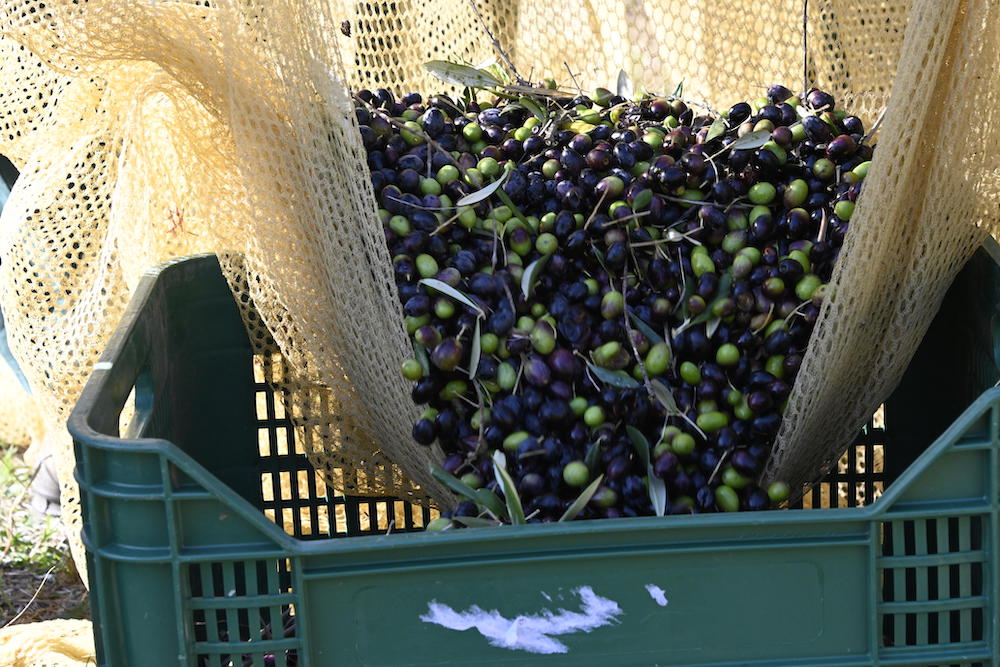 Olivenernte Modepilot Toskana