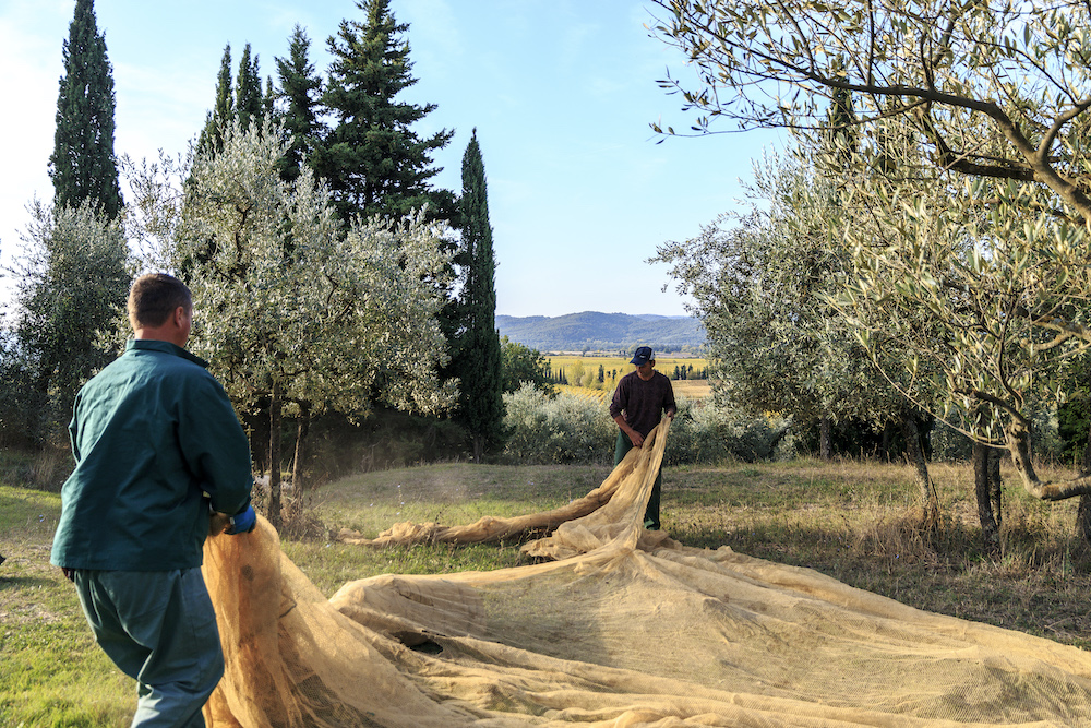 Italy, Fattoria La Vialla, picking olive and harvest with electric hark