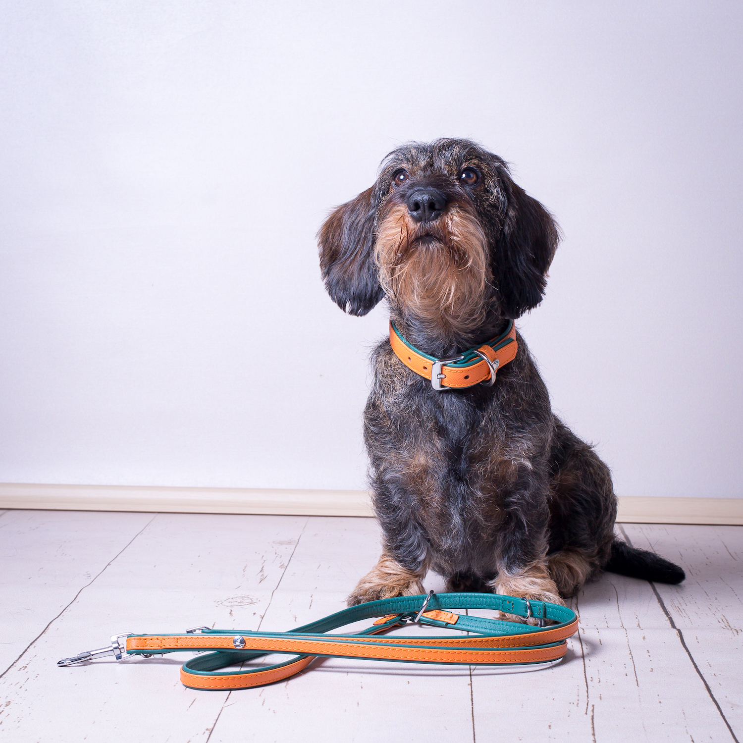 Hundehalsband mit Leine Modepilot Adventskalender