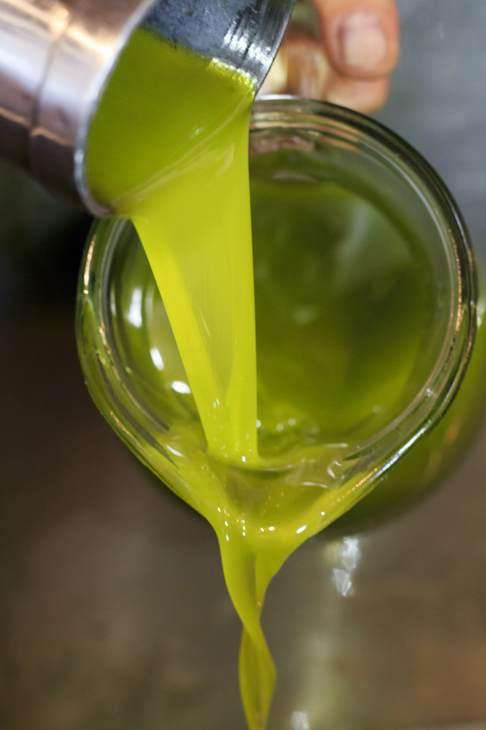 Italy, Toscany, Fattoria La Vialla, Olive Production, Olive Mill